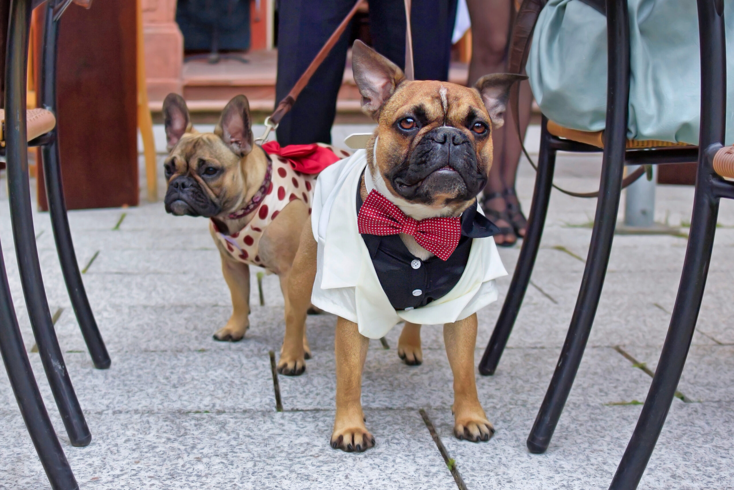 犬と結婚式